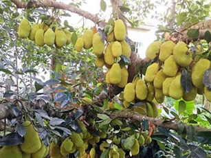 Những gốc cây “mắn đẻ” nhất thế giới khiến người xem tưởng nhầm là đột biến