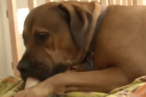 Cô chủ tá hỏa vì chó giữ nhà nằm ôm kẻ đột nhập ngủ ngon lành