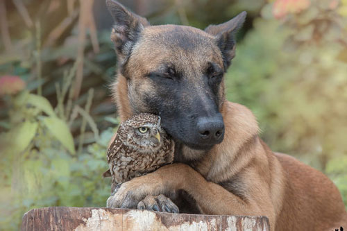Tan chảy trước những khoảnh khắc tình bạn ấm áp giữa cú mèo và chó béc-giê