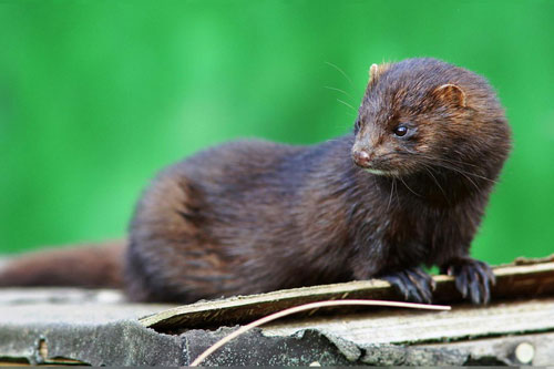 Đan Mạch phát hiện thêm trang trại nuôi chồn nhiễm virus SARS-CoV-2