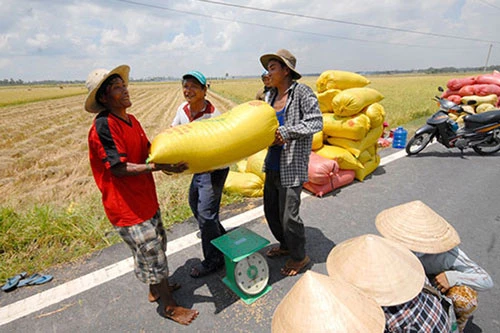 Giá lúa tại các tỉnh Nam Trung Bộ đang tăng cao trở lại. Ảnh minh họa.