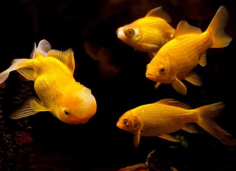 Những giấc mơ may mắn báo hiệu tiền về chật két, vượng lộc phát tài