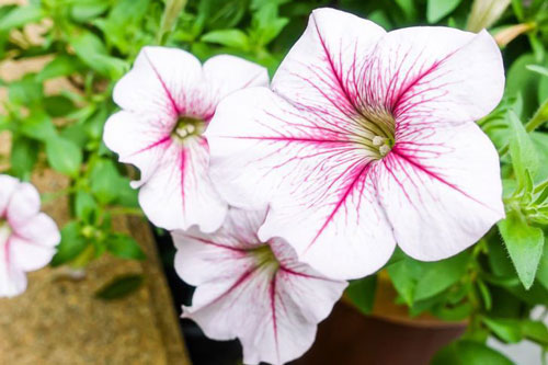 7 loài cây vừa rực rỡ vừa chống được sâu bệnh nên trồng trong vườn