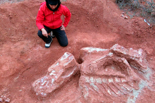 Phát hiện hóa thạch khủng long có niên đại hơn 200 triệu năm