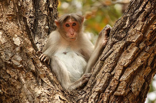 Ông lão nhặt củi bị đàn khỉ hung dữ ném gạch đến chết