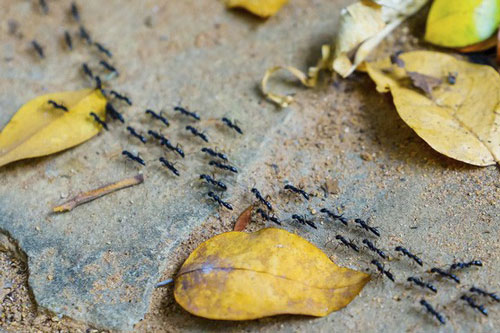 Kiến nhận biết xác chết thế nào?