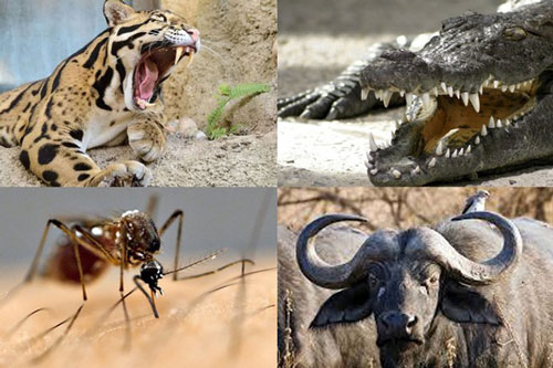 Loài vật nhỏ bé nào sát hại nhiều người nhất?