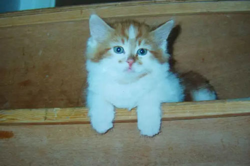 Mèo già nhất thế giới qua đời ở tuổi 31