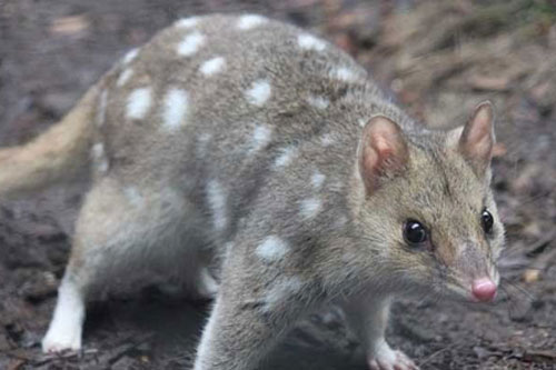 Australia đưa trở lại lục địa loài mèo túi biến mất suốt 50 năm