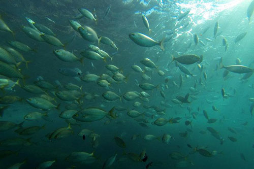 Phát hiện hệ thống nước ngọt khổng lồ dưới đáy biển New Zealand