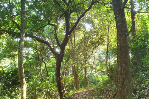 Hương ước kỳ lạ giúp rừng lim cổ thụ ‘đứng vững’ hàng trăm năm giữa vựa lúa xứ Nghệ