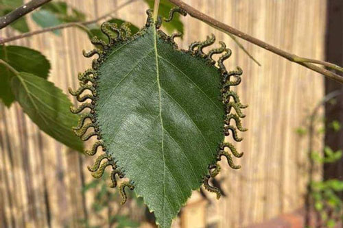 8 hình ảnh khiến bạn vừa rùng mình, vừa thú vị bởi sự kỳ lạ của thiên nhiên