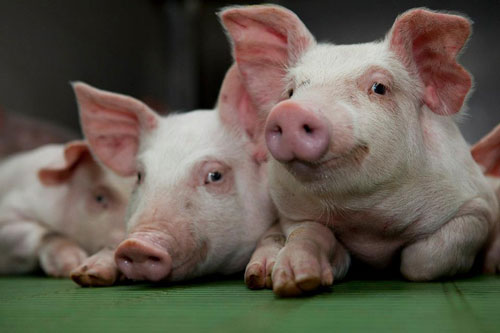 Những con giáp này dễ nhận 'lộc trời ban', giàu có hết phần thiên hạ trong tháng 5, 6, 7 Âm lịch