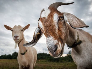 Được ‘Thần Tài ban thưởng’, những con giáp này gặp may mắn đủ đường, đếm tiền mỏi tay trong tháng 7, 8 Dương lịch