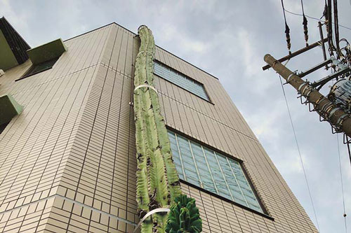 Choáng váng với cây xương rồng khổng lồ, cao hơn cả tòa nhà 3 tầng