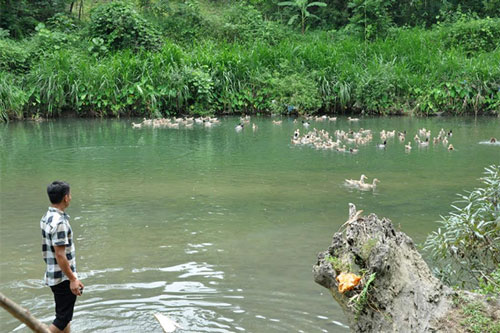 Yên Bái: Làm giàu từ nuôi vịt bầu