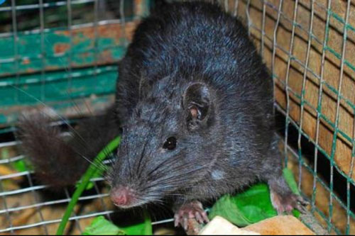 Loài chuột tưởng đã tuyệt chủng lại có mặt ở Việt Nam