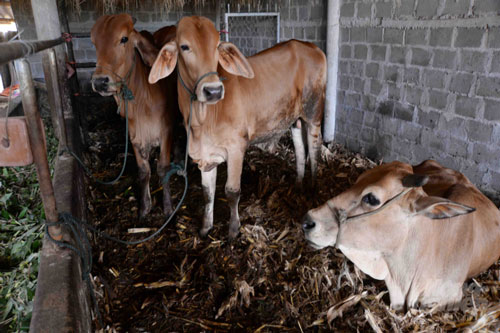 Quảng trị: “Đổi đời” nhờ trồng tiêu, nuôi bò