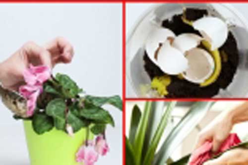 Mẹo "cứu nguy" cây cảnh khô héo, tươi xanh trở lại cực nhanh mà ít người biết