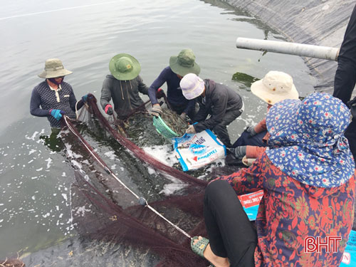 Hà Tĩnh: Nuôi tôm thẻ chân trắng bằng chế phẩm sinh học mang hiệu quả kinh tế cao
