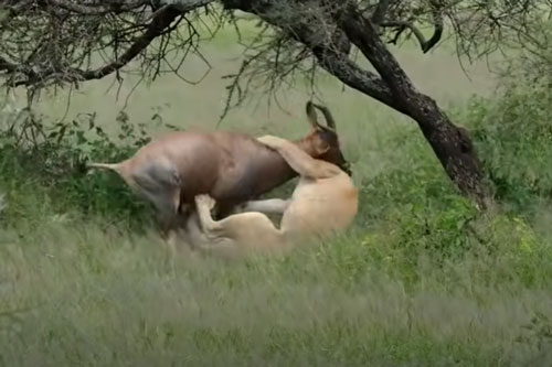 CLIP: Linh dương Topi nhận cái kết đắng khi chạm mặt đàn sư tử