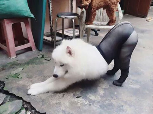 Những hình ảnh ngộ nghĩnh của động vật khiến bạn phải “bật” cười