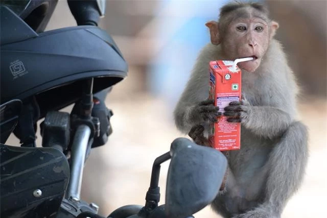 Ấn Độ nóng 50 độ C, khỉ cắn giết nhau tranh giành nước uống - ảnh 1