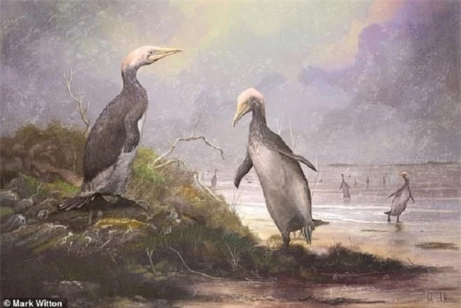 Plotopteridae xuất hiện cách đây 30 triệu năm. 