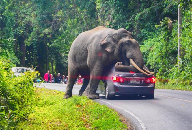 Chiếc xe ô tô bị hư hỏng sau khi được voi dùng làm gối ngủ. 
