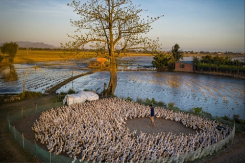 Những bức ảnh về đồng quê Việt Nam đẹp “mê ly”