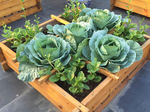 CLIP: Hướng dẫn sử dụng bao tải tái chế trồng rau bắp cải tại nhà