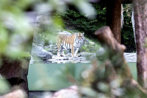 Hổ giết chết nhân viên vườn thú