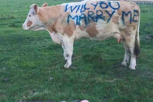Choáng váng với màn dắt bò đi... cầu hôn
