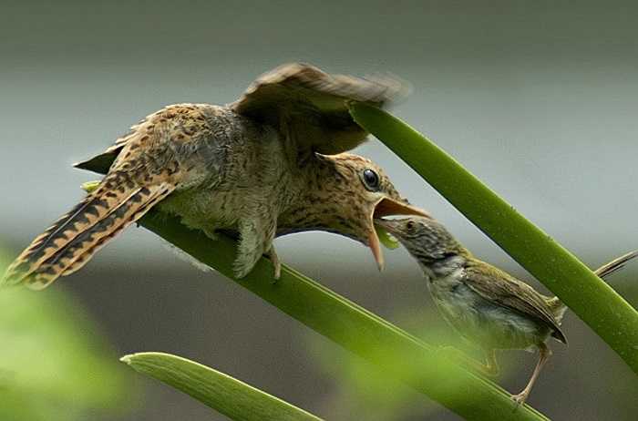 Chuyện chưa biết về loài chim có bản năng quỷ dữ