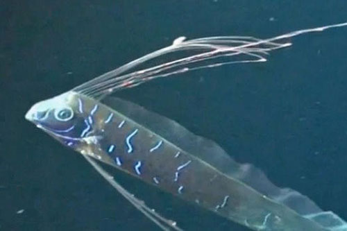 Khám phá loài cá quý hiếm có khả năng dự báo động đất tại Nhật