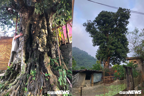 Kỳ bí 3 cây vải khổng lồ có từ thời ‘Đẻ đất đẻ nước’ giữa rừng Pù Luông