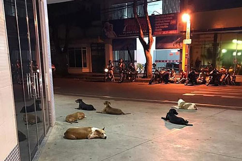 Xúc động 6 chú chó chạy theo chủ đi cấp cứu và thức trắng đêm canh gác