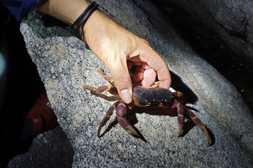 Trắng đêm theo chân thợ săn cua đá trên đảo Cù Lao Chàm