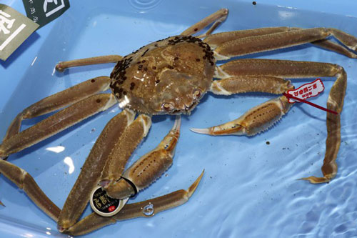 Choáng váng với con cua tuyết ‘5 sao’ giá hơn 1 tỉ đồng