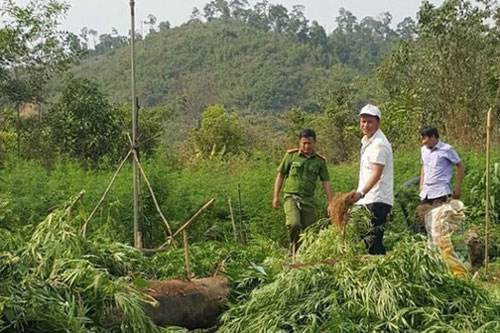 Đắk Lắk: Nghe lời dụ dỗ, người dân trồng cần sa trên đất rẫy để lấy lá cho gà ăn