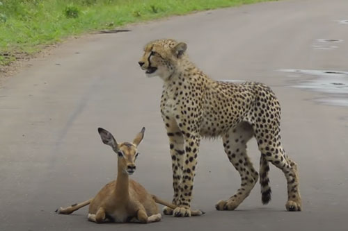 CLIP: Báo săn hành hạ linh dương Impala trước khi ăn thịt