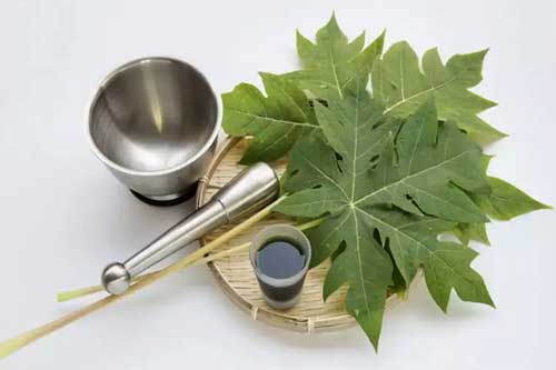 Những lợi ích tuyệt vời của lá đu đủ, rất ít người biết mà tận dụng