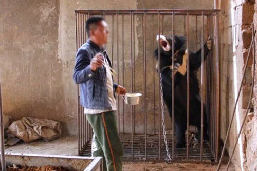 Tưởng nhầm là chó, người đàn ông đưa gấu về nhà làm thú cưng