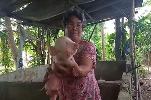 Kì lạ chú heo con 'may mắn' có 2 đầu, 2 mõm và 3 mắt