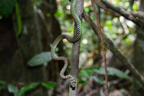 Loài rắn bay "ngúng nguẩy trên không' để giữ thăng bằng. (Ảnh: iNaturalist)