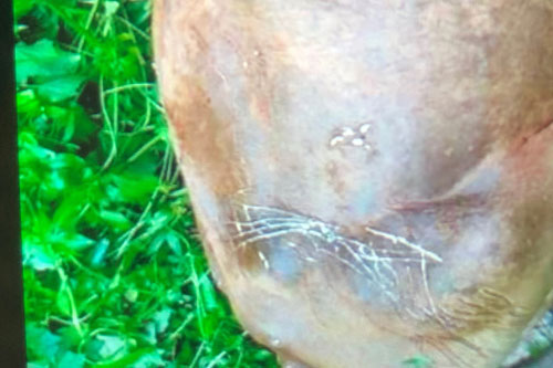 Bí ẩn ‘quái thú’ giết bò hàng loạt trong rừng Pù Luông khiến người Mường khiếp sợ