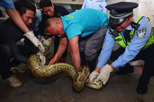 Trăn 'thành tinh' rơi xuống tiệm spa sau 10 năm nằm trên trần nhà