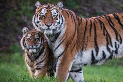 Được 'trời ban lộc', 2 con giáp này dễ trúng số độc đắc, đếm tiền mỏi tay trong nửa cuối năm 2020