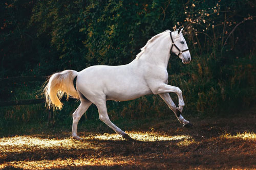 Được 'Thần Tài chiếu cố', những con giáp này dễ gặp may mắn đủ đường, 'hái' ra tiền bạc trong 7 ngày tới