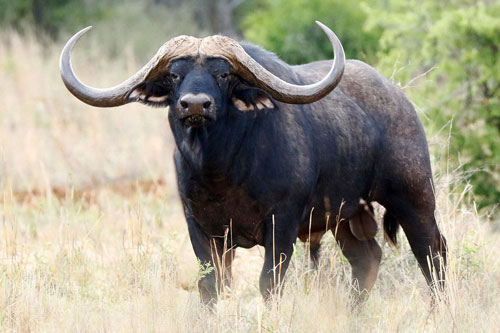 Dự đoán tử vi tuần mới 6/7-12/7 cho 12 con giáp: Tuổi Sửu dễ thoát ế, tuổi Dần đón niềm vui bất ngờ